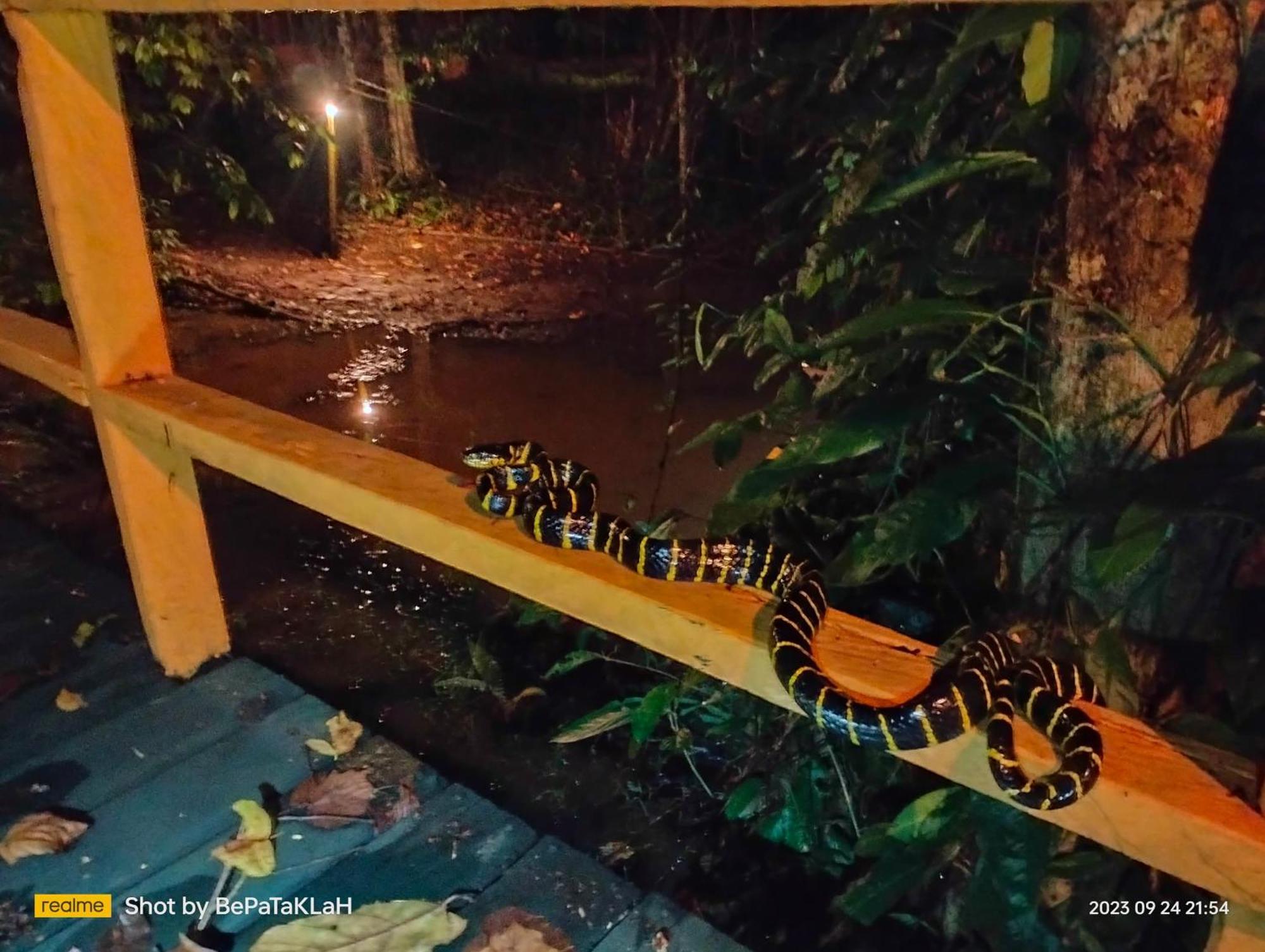 Villa Borneo Jungle Adventure Kinabatangan Exterior foto