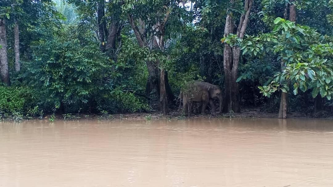 Villa Borneo Jungle Adventure Kinabatangan Exterior foto