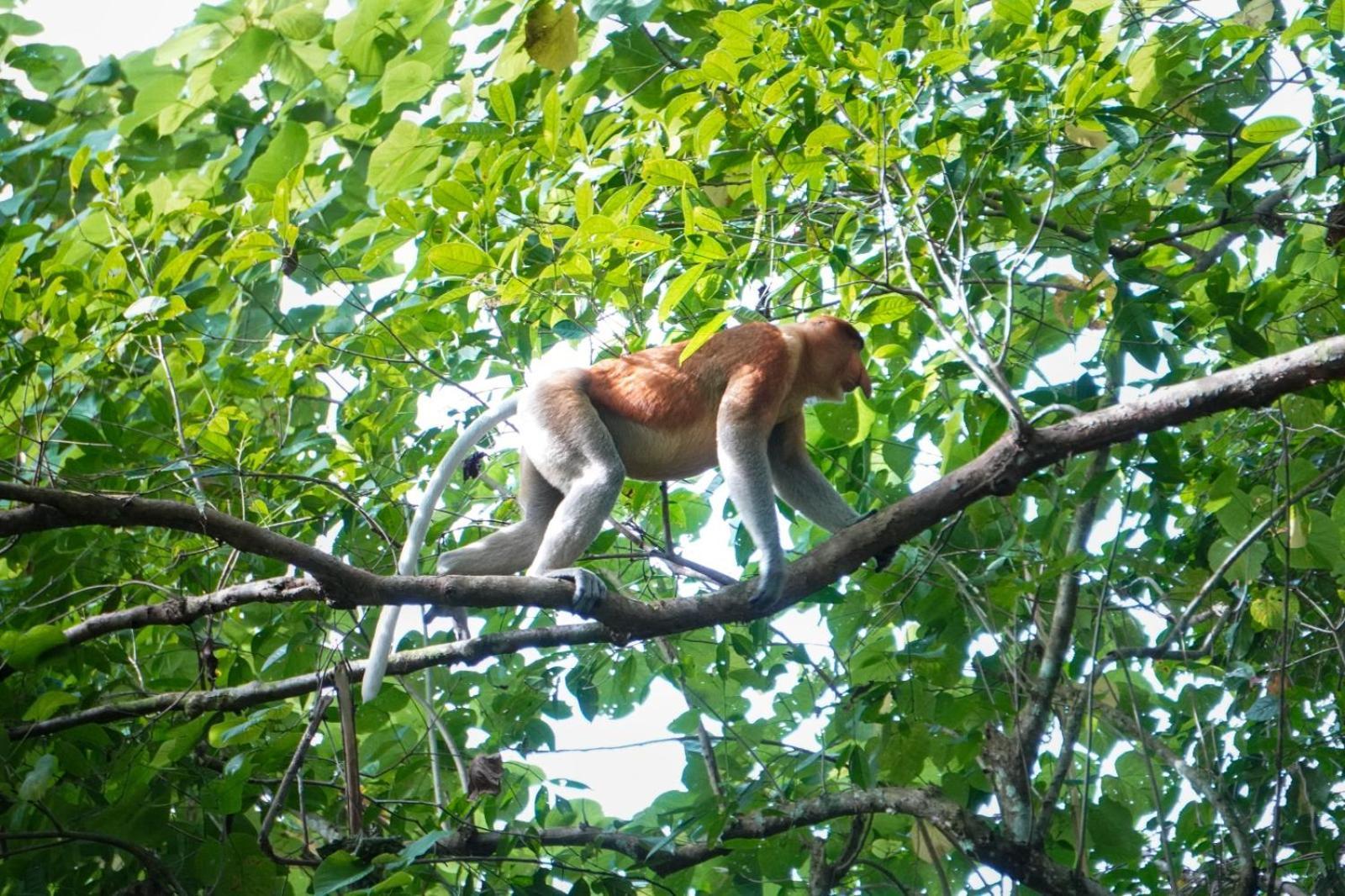 Villa Borneo Jungle Adventure Kinabatangan Exterior foto