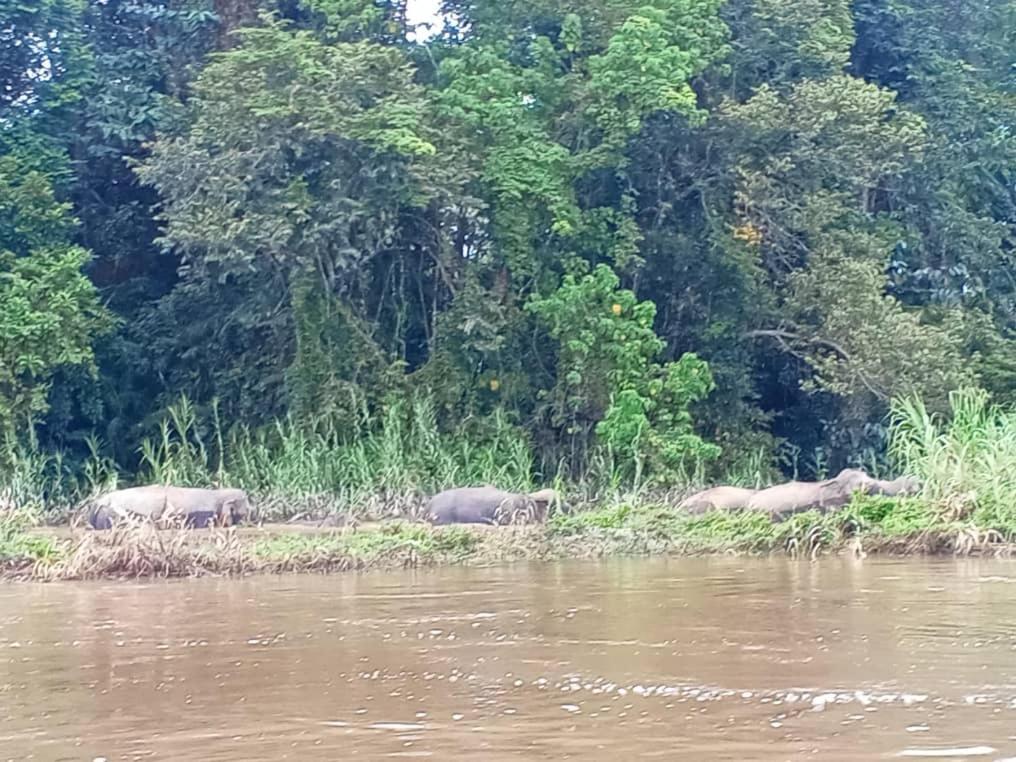 Villa Borneo Jungle Adventure Kinabatangan Exterior foto